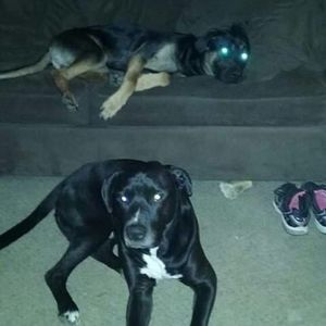 Meet your Posher, Devin d